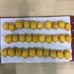 【完全無肥料・無農薬】もぎたてレモン 30個 ☆ サーシャ　☆さま専用