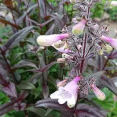 いろは様 リクエスト 2点 まとめ商品