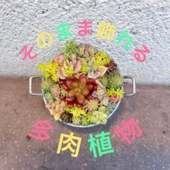そのまま飾れる　多肉植物　寄せ植え