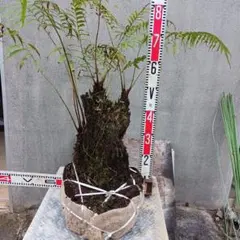 ヒリュウシダ 飛龍羊歯 観葉植物 根茎 ヒリュウシダ 飛龍羊歯 観葉植物 根茎 - メルカリ