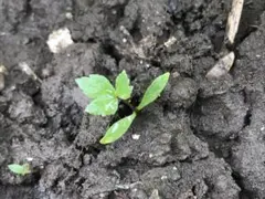 KO様 リクエスト 3点 まとめ商品