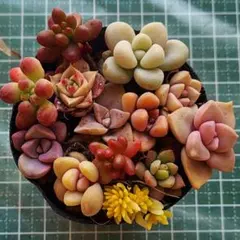 2026年最新】多肉 苗 セットの人気アイテム - メルカリ