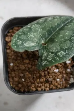 2026年最新】カンアオイ タマノの人気アイテム - メルカリ