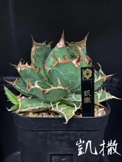 特選　アガベ チタノタ \"凱撒錦\" シーザー　OC 錦　極上美株　白覆輪 特選 アガベ チタノタ 凱撒錦 シーザー OC 錦 極上美株 白覆輪斑