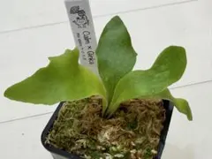 2026年最新】ginka ビカクシダの人気アイテム - メルカリ