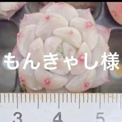 もんきゃし様 リクエスト 2点 まとめ商品