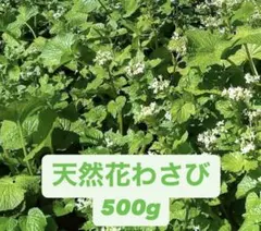 2026年最新】花ワサビの人気アイテム - メルカリ