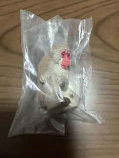 おじぎさん　ニホンザル