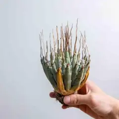 28 ユタエンシス エボリスピナ 現地株 ベアルート 陽炎 アガベのサムネイル