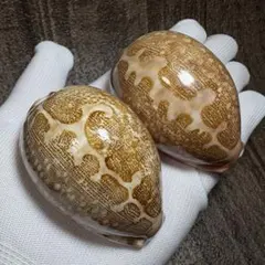 2025年最新】貝殻 標本 タカラの人気アイテム - メルカリ