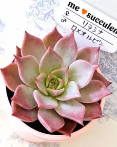 フィオナ×ラウリンゼ札付きポットごとメルカリ便me♡succulentさん苗