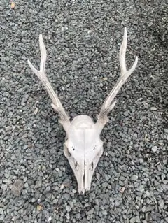 鹿の角 頭蓋骨付き インテリア