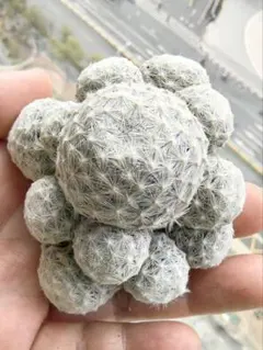 shu様 リクエスト 2点 まとめ商品