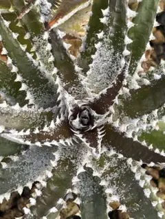 子株付き 野生株 ディッキア Dyckia fosteriana Senges - メルカリ