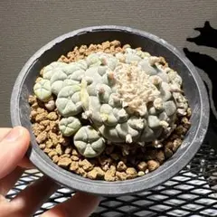 2026年最新】ロフォフォラの人気アイテム - メルカリ