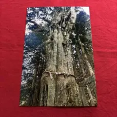 Item thumbnail for item 581f1cbc-b3f3-431a-8958-3c6d833f83a2