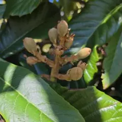 自然栽培○茂木びわの苗○小さめ1本○送料込みヒメツルソバのオマケ