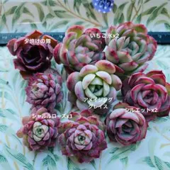 33 多肉植物　多肉弁当　詰め合わせ　寄せ植え　セット　カット苗　韓国苗　セダム