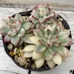 SS様 リクエスト 2点 まとめ商品