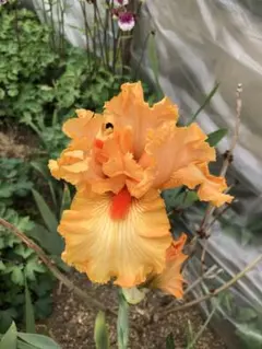 ジャーマンアイリス1 2芽 ④のサムネイル