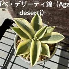 2026年最新】チタノタ斑入りの人気アイテム - メルカリ