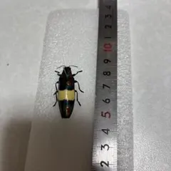 HAMASUGE様 リクエスト 3点 まとめ商品