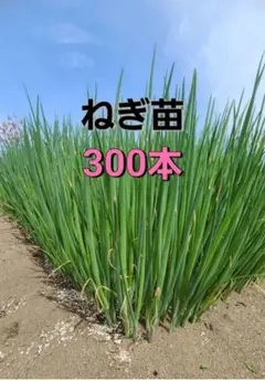 2026年最新】長ネギ苗の人気アイテム - メルカリ