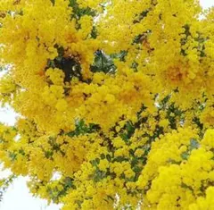 ミモザアカシア苗銀葉アカシア