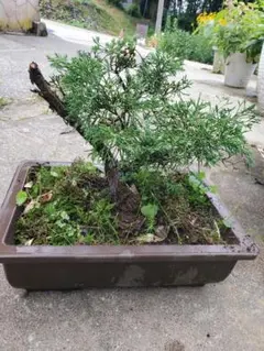 イソザンショウ 極太 小品 - メルカリ