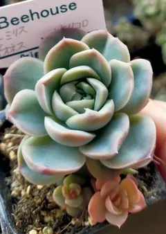 ぶ*ち様 ヒューミリス　ライオネス　ホリコロ　ビーハウスさん　土付き発送　多肉