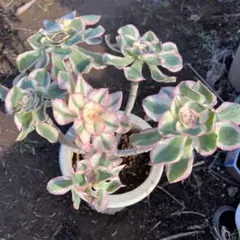 多肉植物。アエオニウム辛尼亚法師錦. メルカリ便発送 - メルカリ