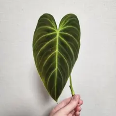 観葉植物 フィロデンドロン スプレンディド