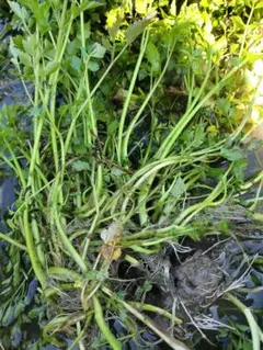 せり300グラム　u_u様専用