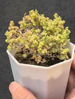 新入荷　多肉植物　ドロサンテマム　小小米　抜き苗　1株　7cm鉢 新入荷 多肉植物 ドロサンテマム 小小米 抜き苗 1株 7cm鉢