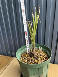 5 【実生6年目】　フェニックスロベレニー　ヤシの木