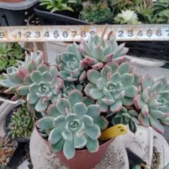 多肉植物 七福神 10株 抜き苗 - メルカリ