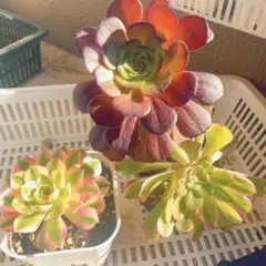 ライチ 多肉植物 法師錦　アエオニウム 3苗抜き苗 希少 高級苗