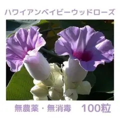 プライド・オブ・ビルマ 種子 10粒 - メルカリ