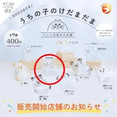 うちの子のけだまだま　丸たれみみ