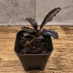 Bucephalandra sp. Entikong (説明文参照) - メルカリ