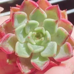 このか様 リクエスト 3点 まとめ商品