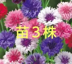 ごとうベル様 リクエスト 2点 まとめ商品