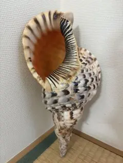 法螺貝 ほら貝 ホラガイ 山伏 密教 熊よけ - メルカリ