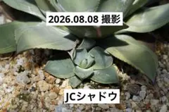 アガベ パリー JCシャドウ 検索:斑入り トランカータ オリザバ - メルカリ