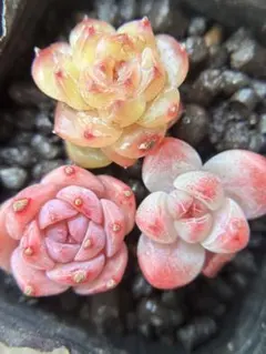 現品　新作　多肉植物　エケベリア　小苗　3株　5cm鉢