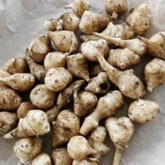 自然栽培 菊芋 小粒 800g