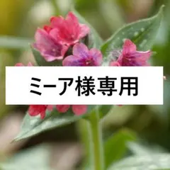 シレネ ロイヤルフェイバリット 苗 - メルカリ