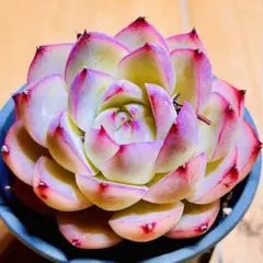 Hajime Imoto様 リクエスト 3点 まとめ商品