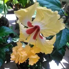 windysong様 リクエスト 2点 まとめ商品