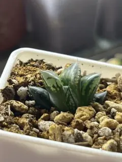 ハオルチア ナイルの一滴(ハオルシア多肉植物) - メルカリ